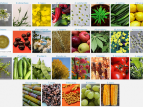 Agrisera代理-数千种植物和藻类抗体