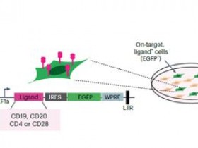 Nature Biotechnology:Cas9包装包膜递送载体-精准递送基因组编辑器到特定细胞