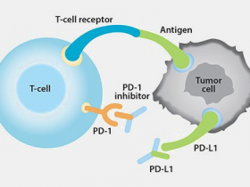BPS Bioscience靶向PD-1/PD-L1相互作用的抑制剂筛选试剂盒