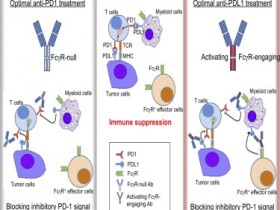 Bio X Cell抗体:Fcγ受体(FcgRs)在PD-1和PD-L1抗体疗效中的相互作用的影响