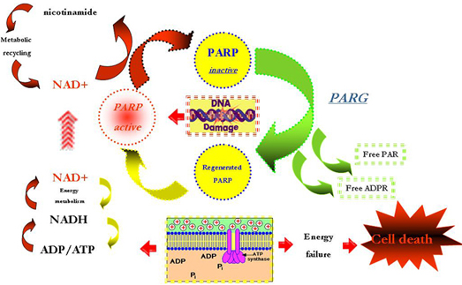 PARP体内药理动力学II代试剂盒-体内PARP抑制剂筛选方案