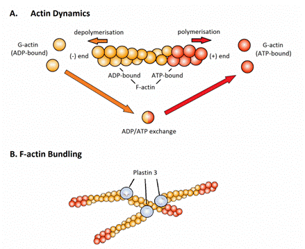 Актин входит в состав. G актин и f актин. Актин строение полимеризация. Актин глобулярная структура. Актин белок структура.