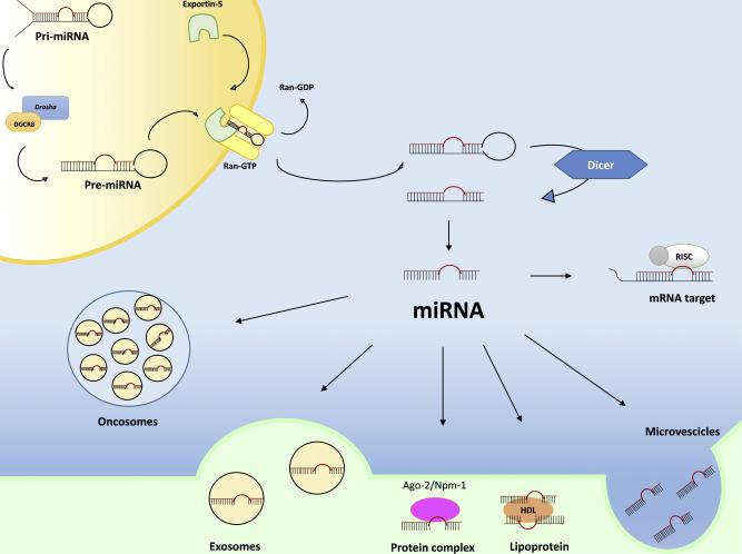尿液microrna提取纯化试剂盒:尿液microrna分离方案