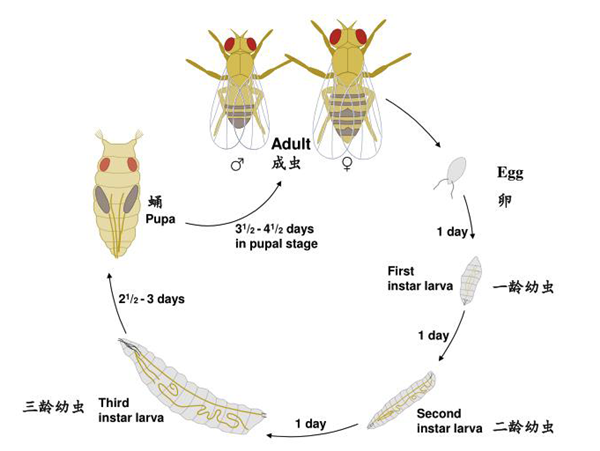 幼虫,或蛆虫,是果蝇发育的不成熟阶段