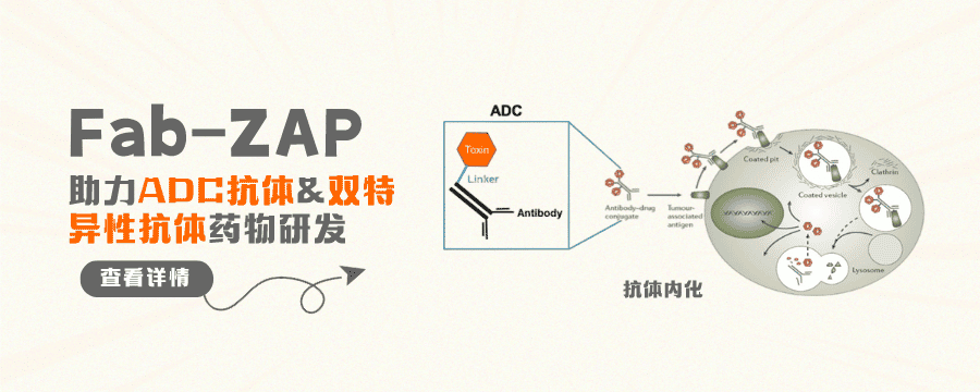 Fab-ZAP human (IT-51)，助力ADC抗体&双特异性抗体药物研发
