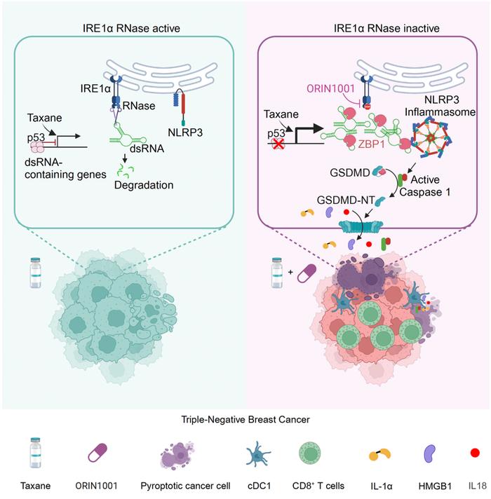 Cell:IRE1α通过沉默dsRNA来防止三阴性乳腺癌中紫杉类药物诱导的细胞焦亡 - 每日生物评论